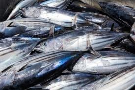 Equatorial Guinea Negotiating New Tuna Deal With EU