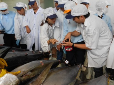 A new tuna management plan in Vietnam