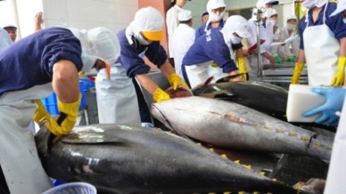 Vietnam tuna exports down in Jan-Feb 2016