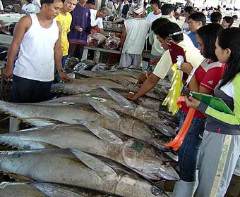 Philippines expects higher year-end tuna catches