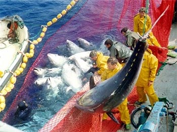 Satisfaction with recovery of bluefin tuna stock