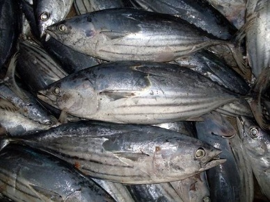 Skipjack Prices Softening But Staying Well Over USD 1900 Mark