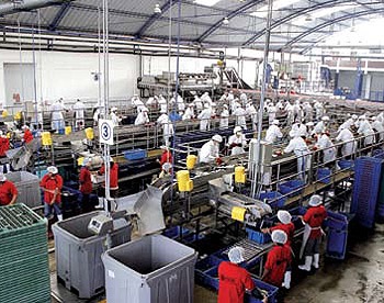 Peru Increased canned goods production but lower exports expected in 2014
