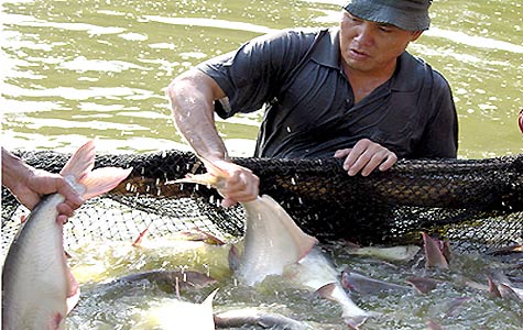Concerns about shortage of capital for pangasius production