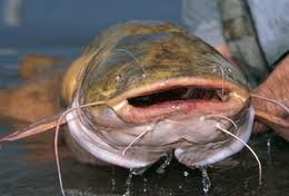 Catfish Processing Up 11 Percent from Last Year