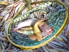 China calls catfish program protectionism 