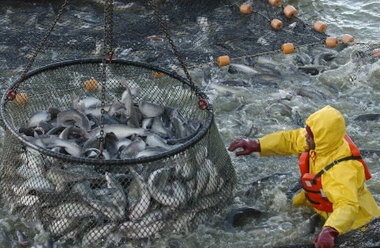 Catfish program must have nine lives