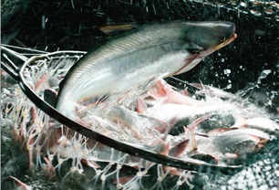 Pangasius exports continued to drop by 12.7% in Jul 2019