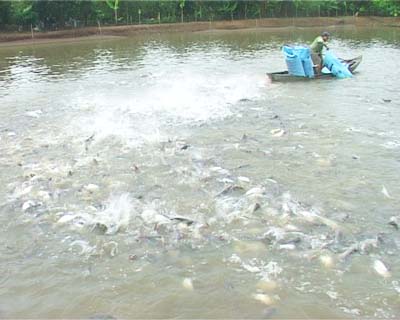Dong Thap province 64 percent of pangasius farming area is operated by enterprises