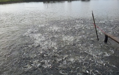 Mekong Delta fisheries ‘require $2.8 billion for sustainable growth