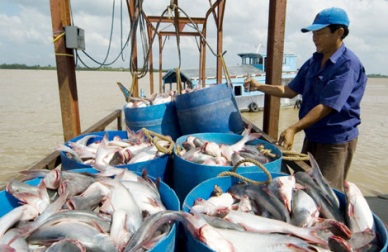Dong Thap leading in pangasius production 
