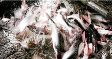 Invitation to pangasius stakeholder meeting at SEG 2019 