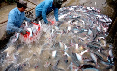 Three-tier cooperation plan to boost tra fish quality approved
