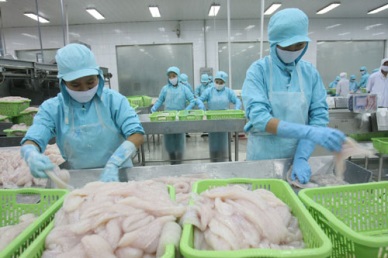 Planning for 2,000 hectares of VietGAP pangasius farms