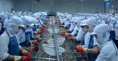 South Korea – The 3rd leading importer of Vietnam whiteleg shrimp 