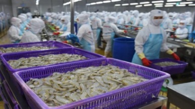 Vietnam shrimp exports after the CPTPP took effect