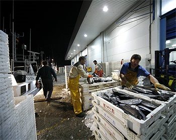 Chile Seafood landings continue to fall