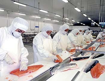 Chile Salmon exports up 21pc