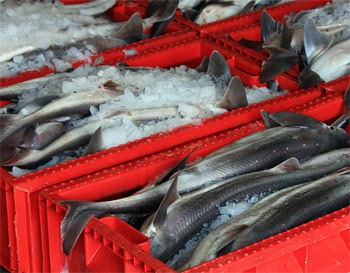 Fishing landings fall more than 15pc in September