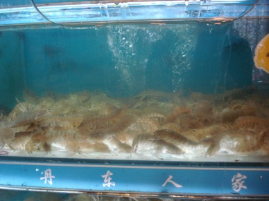 China’s seafood restaurants struggle  