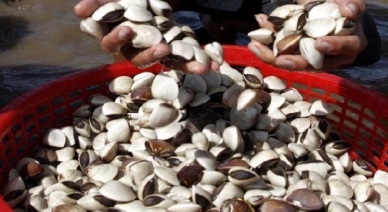 Tien Giang Recovery in clam price