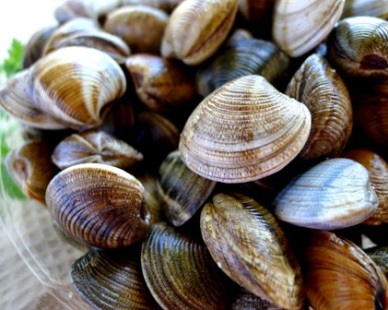 Import prices of processed clam in Japan fell in 2015