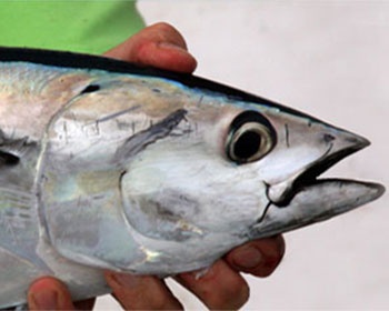Warnings of possible anticipated tuna fishing closure