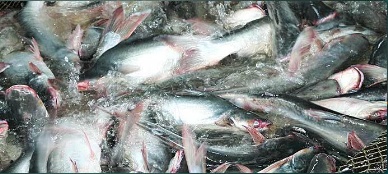 CLPangafish Corp’s fish farm granted ASC certification