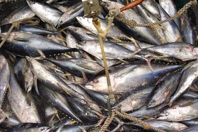 ISSF pushes for tuna conservation measures 