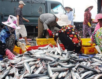 Khanh Hoa’s marine catch estimated at 83,000 MT in 2012