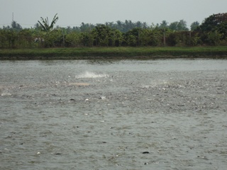 Vietnam needs standardizing pangasius