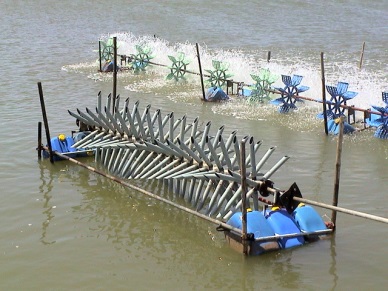 Kien Giang targets its shrimp production at 63 thousand tons in 2017