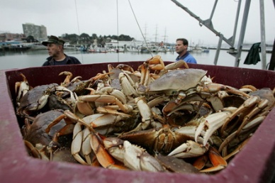 Japan and Russia to sign crab control treaty next month, will reduce supply of illegal crab