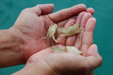 NFIs Crab Council sets Dec. 16 meeting to develop blue swimming crab FIP project in ASEAN region