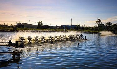 Vietnam’s shrimp sector thriving thanks to swift COVID-19 containment