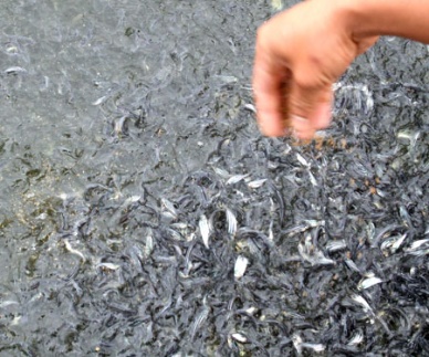 Mekong Delta raises farm produce’s competitiveness