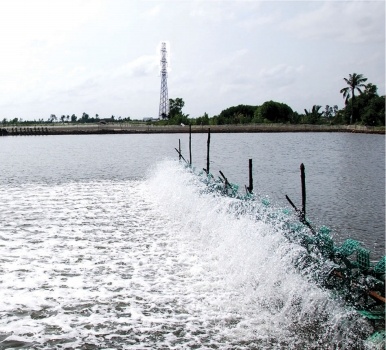 Ca Mau to boost industrial shrimp culture