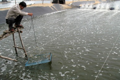Down in disease in shrimp farming 