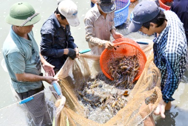 Dong Nai Bumper harvest of giant freshwater prawn