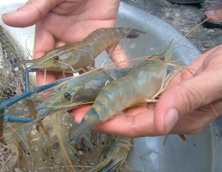 Dong Thap Using bio-product in farming giant freshwater prawn 