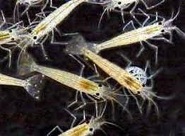 Khanh Hoa produces 2 billion whiteleg shrimp posts