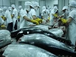 Tuna production increases 