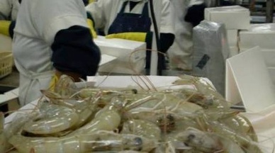 Ecuador joins fight against US shrimpers dumping petition