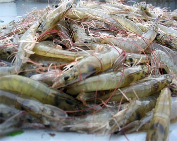 U.S. law firm to defend the shrimp industry