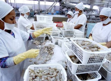 Ecuador shrimp exports almost double in value in early 2014