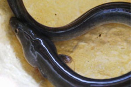 Japan looks abroad as eel prices soar