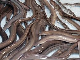 China’s eel exports slip