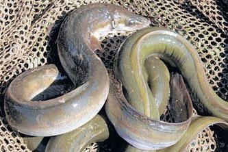 Poor eel catch in Japan leads to high prices, urgent calls for intl resource management
