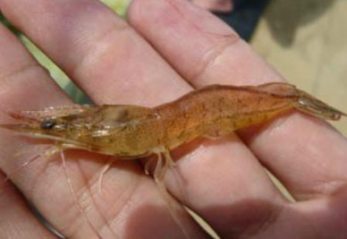 GAA Cause of EMS identified