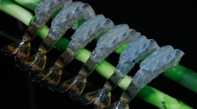 Vietnam shrimp export to Japan sharply reduced by Ethoxyquin